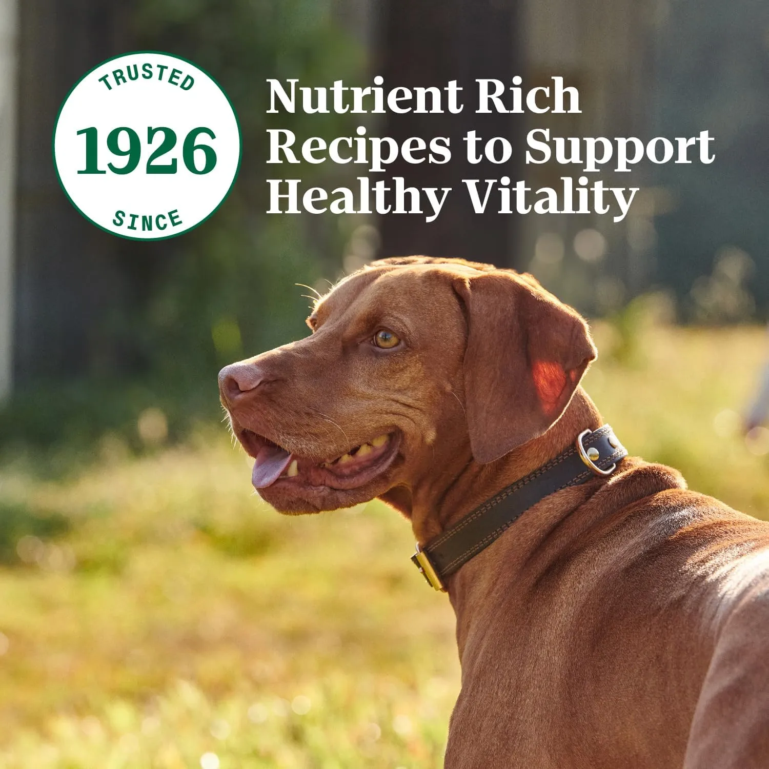 Nutro Hearty Stew Cuts in Gravy Adult Wet Dog Food Tender Chicken, Carrot & Pea Stew, 12.5 oz Cans (12 Count, Pack of 1)