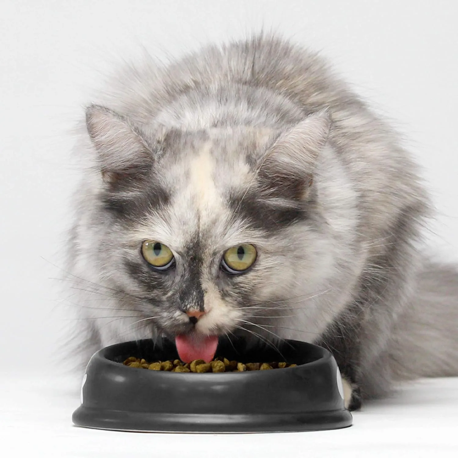 Open Farm Wild-Caught Salmon Grain-Free Dry Cat Food, Responsibly Sourced Pacific Salmon Recipe with Non-GMO Superfoods and No Artificial Flavors or Preservatives, 4 lbs
