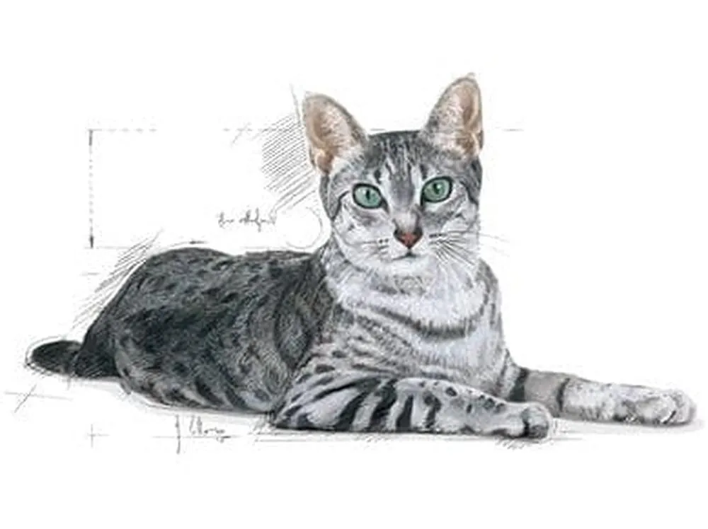 Royal Canin FHN Indoor  7 1,5kg