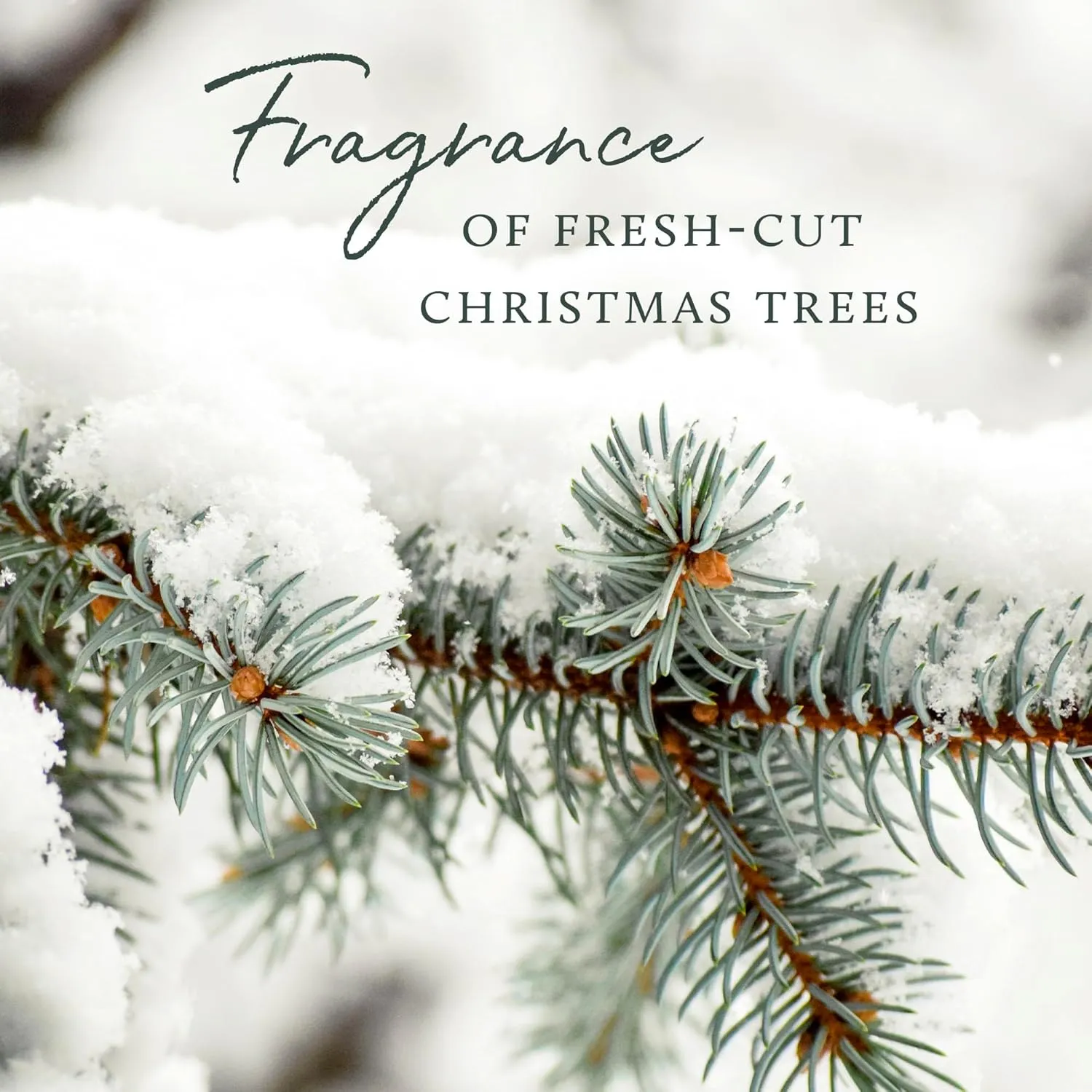 Thymes Home Fragrance Mist  Room Air Fresheners for Home Long Lasting  Air Freshener Spray  Pine Room Spray with Notes of Crisp Siberian Fir Needles, Cedarwood & Sandalwood (Frasier Fir, 3 oz)