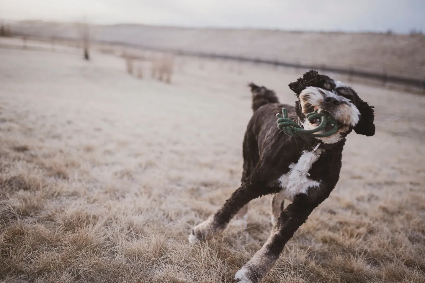 Woof! Tug Toys