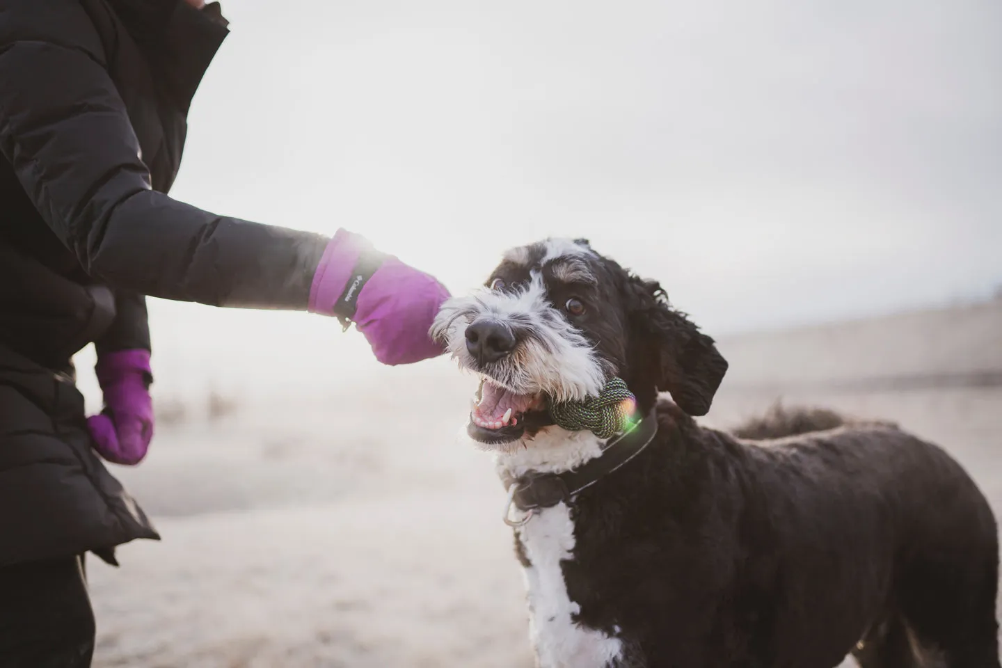 Woof! Tug Toys